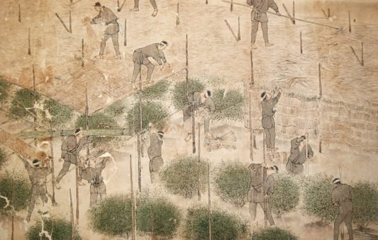 Historie Matcha - Ujicha